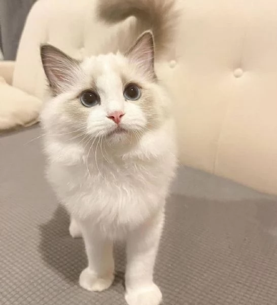 Gatti ragdoll sani