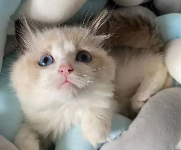 Adorabili gatti del ragdoll.