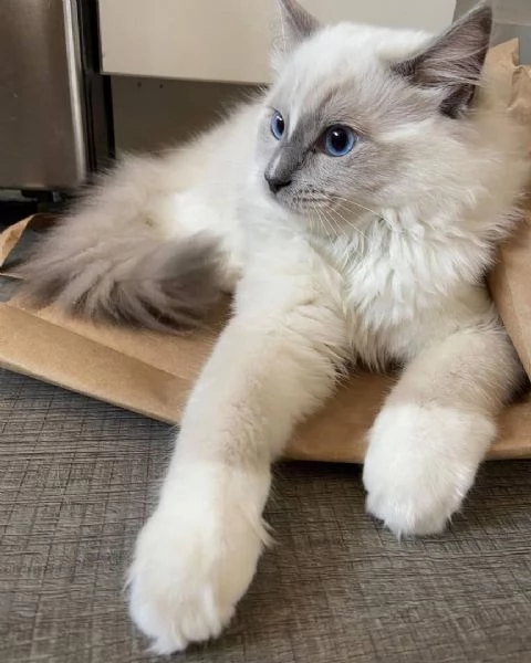 Disponibili simpatici gatti del ragdoll