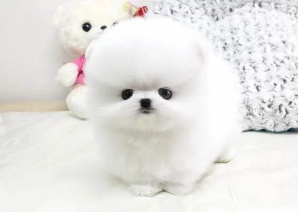 Adorabile cucciolo di Pomerania.