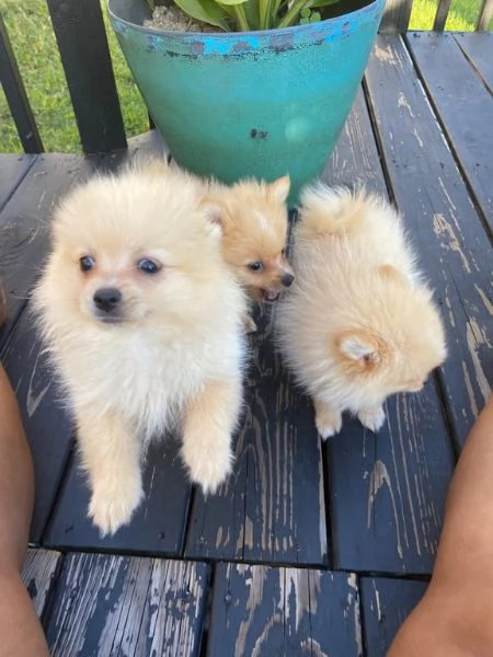 cuccioli di pomerania cercano una nuova casa a buon prezzo