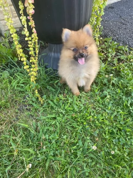 cuccioli di pomerania cercano una nuova casa a buon prezzo | Foto 1