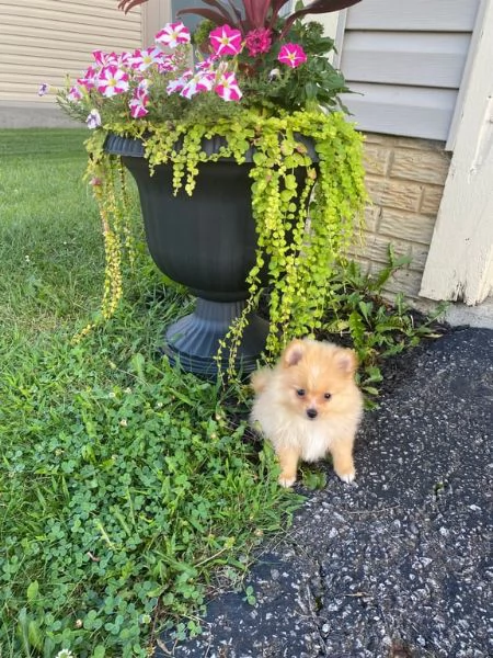 cuccioli di pomerania cercano una nuova casa a buon prezzo | Foto 0