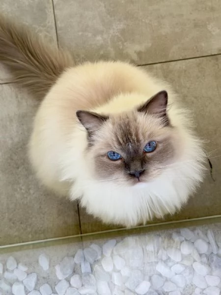 Ragdoll blu point/mitted | Foto 0