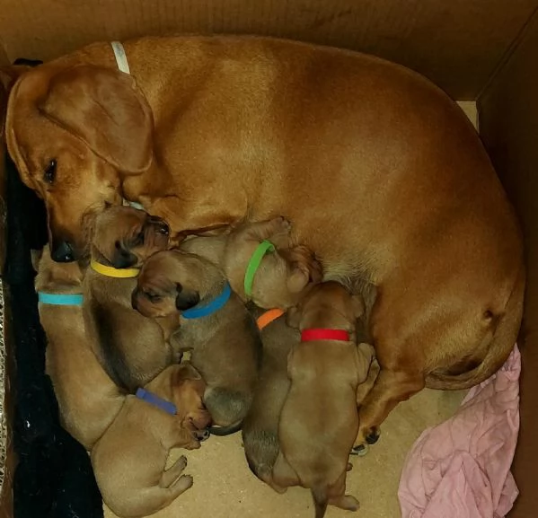 Cuccioli di bassotto nano in vendita  | Foto 1