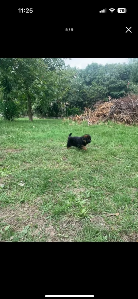 Cuccioli pastore tedesco | Foto 1