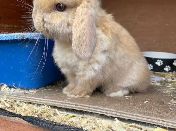 Mini lop femmina di razza pura