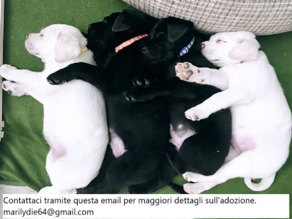 Due cuccioli di Labrador