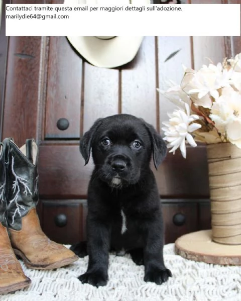 Cuccioli di Labrador Retriever addestrati in casa