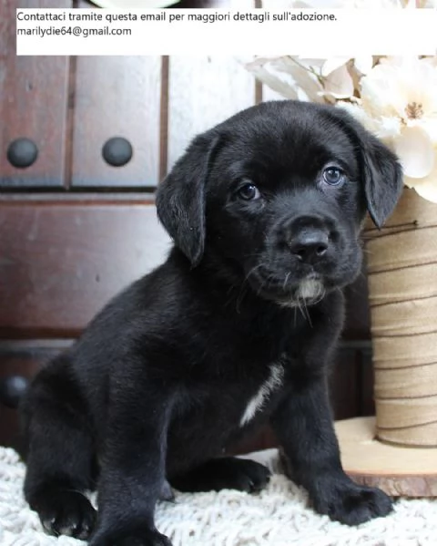 Cuccioli di Labrador Retriever carini