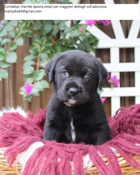 Cuccioli di Labrador Retriever di razza pura AKC Lab