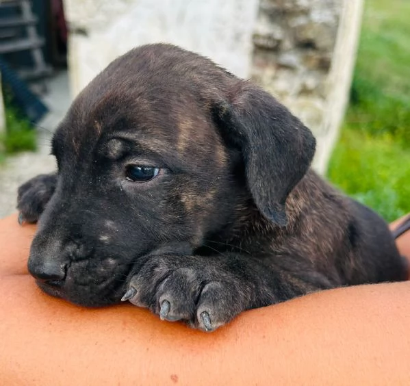 Cuccioli cane corso 