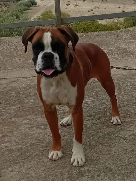 Splendida cucciolona di boxer fulva  con pedigree di alta genealogia  | Foto 4