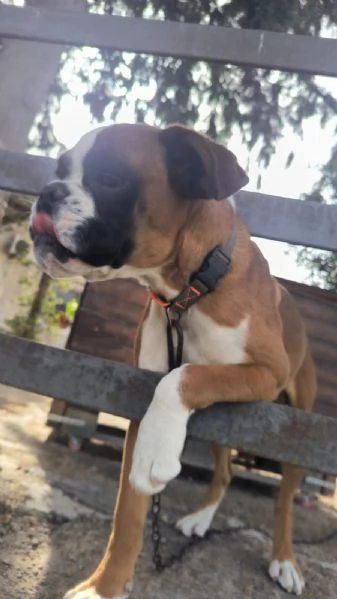 Splendida cucciolona di boxer fulva  con pedigree di alta genealogia  | Foto 3