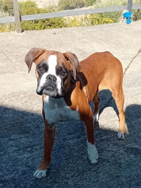 Splendida cucciolona di boxer fulva  con pedigree di alta genealogia  | Foto 1