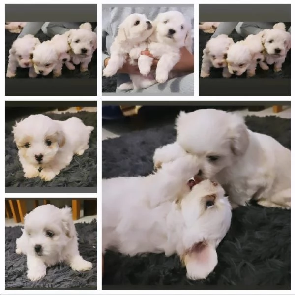 Bichon maltese | Foto 3