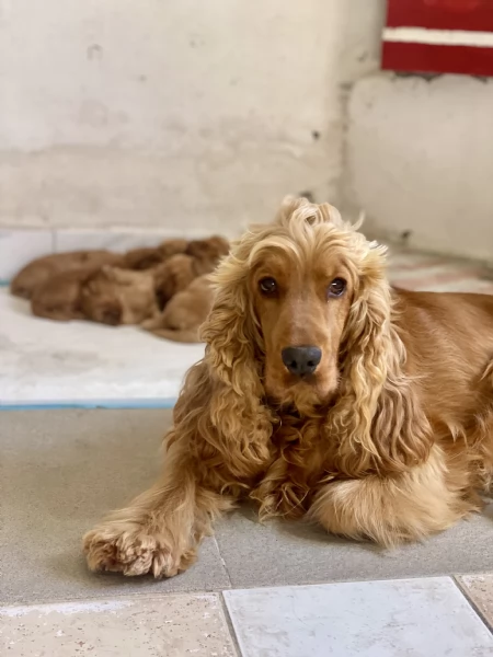 Cocker Spaniel inglese ( Raggio di Cocker)