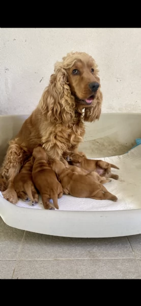 Cocker Spaniel inglese ( Raggio di Cocker) | Foto 3