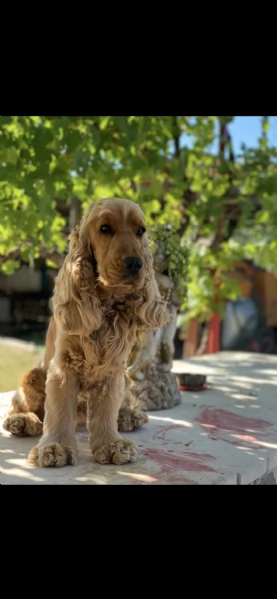 Cocker Spaniel inglese ( Raggio di Cocker) | Foto 1