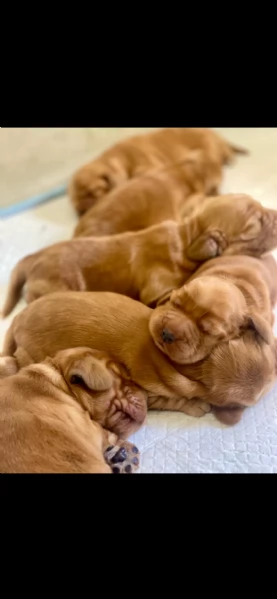 Cocker Spaniel inglese ( Raggio di Cocker) | Foto 0