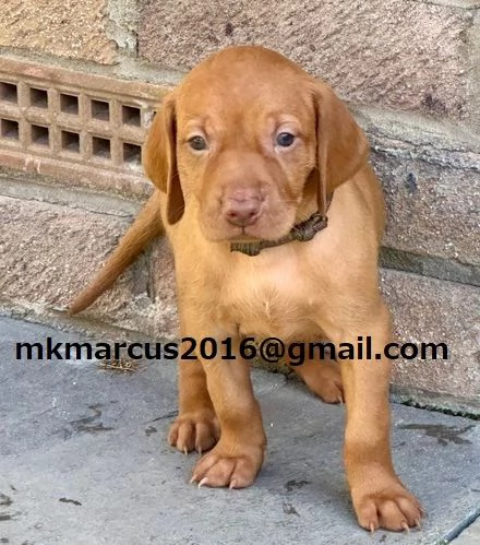 Cuccioli di Vizsla ungherese KC sbalorditivi