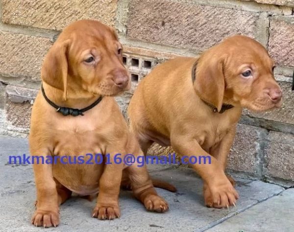 Cuccioli di Vizsla ungherese KC sbalorditivi | Foto 0