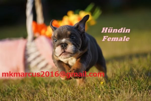 Cuccioli di Bulldog inglese di razza pura in bellissimi colori