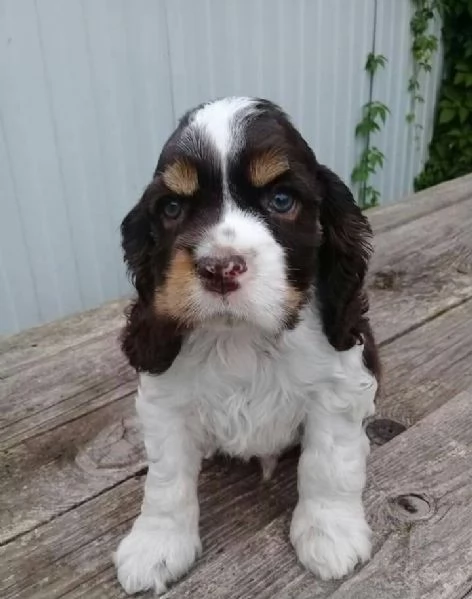 Cuccioli di cocker spaniel