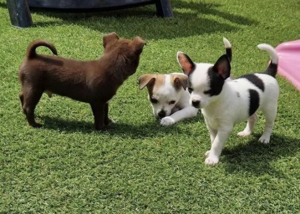 regalo chihuahua maschio e femmina