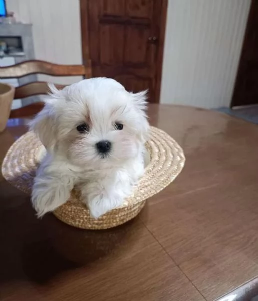 regalo maltese maschio e femmina | Foto 1