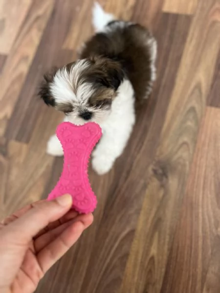 regalo Shih Tzu maschio e femmina