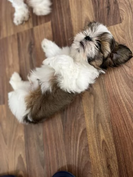 regalo Shih Tzu maschio e femmina | Foto 2