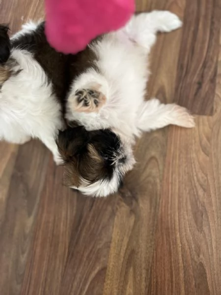 regalo Shih Tzu maschio e femmina | Foto 1