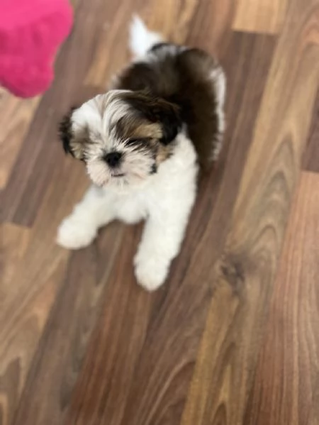 regalo Shih Tzu maschio e femmina | Foto 0