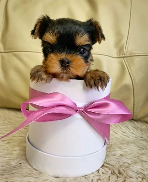 regalo yorkie maschio e femmina | Foto 0