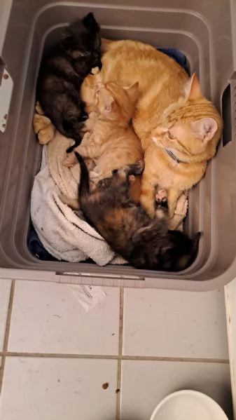 Cerco urgentemente casa per 2 gattine  | Foto 0