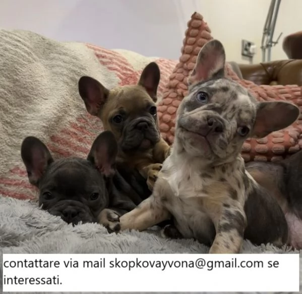 Cuccioli di bulldog francese, maschi e femmine, controllati dal veterinario, chip