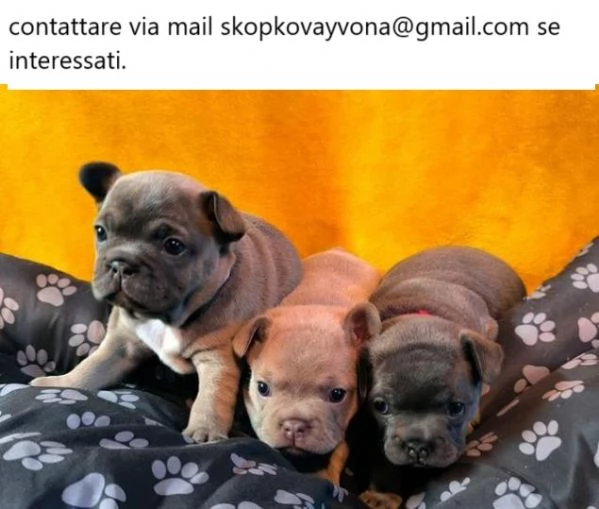 Cuccioli di bulldog francese, maschi e femmine, controllati dal veterinario, chip | Foto 0