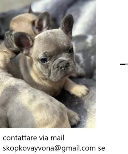 Bellissima cucciolata di 9 cuccioli di bulldog francese