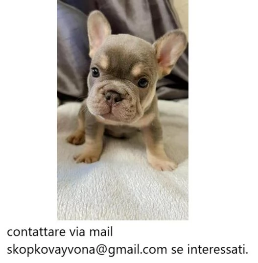 Cuccioli di bulldog francese