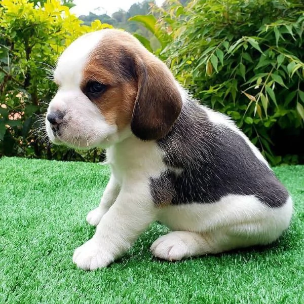 Dolci cuccioli di Beagle maschi e femmine