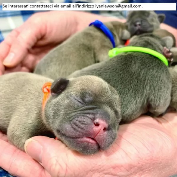 Cuccioli di bulldog francese allevati in casa