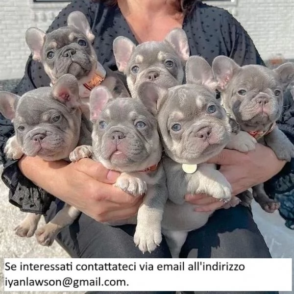 3 cuccioli di bulldog francese KC