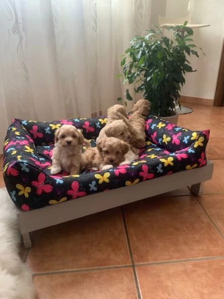 CUCCIOLI DI mALTIPOO