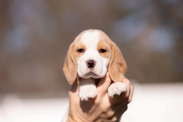 Due cuccioli di beagle