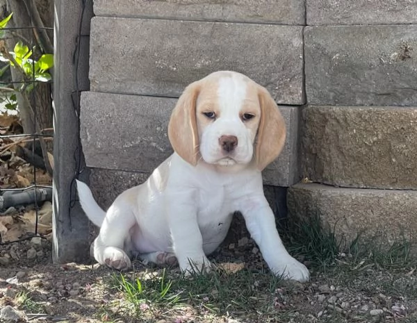 Cucciolate di Beagle!!