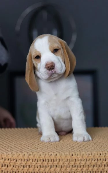 Due cuccioli di beagle!!