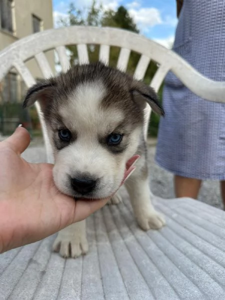 Cuccioli di Husky | Foto 3