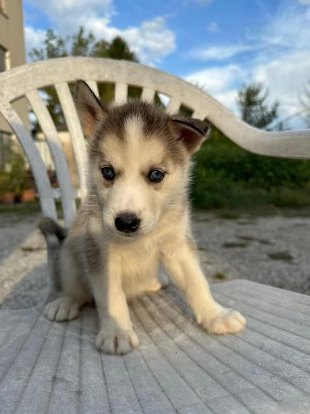 Cuccioli di Husky | Foto 2