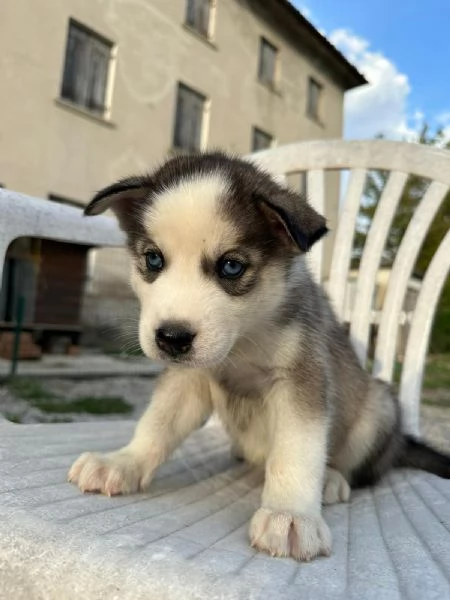 Cuccioli di Husky | Foto 0